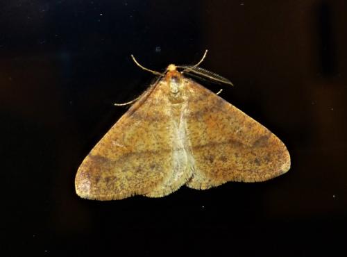 Réf. 243 469 : Agriopis aurantiaria