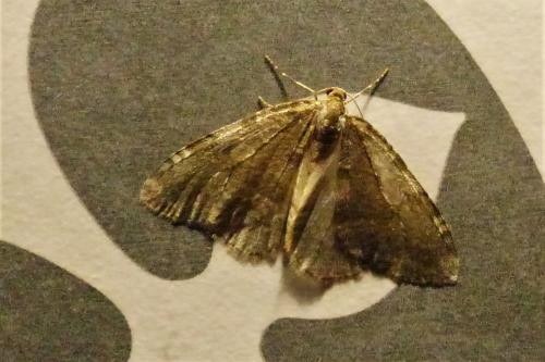 Epirrita sp.