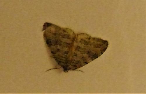 Epirrita sp.