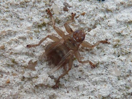 Stenepteryx hirundinis