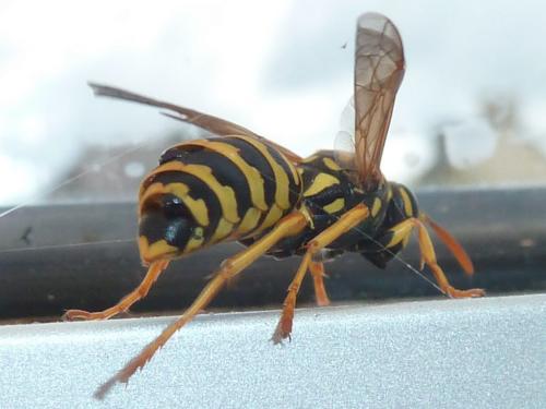 Polistes dominula