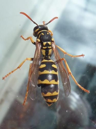 Réf. 243 973 : Polistes dominula