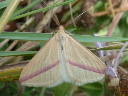 Réf. 243 971 : Rhodometra sacraria