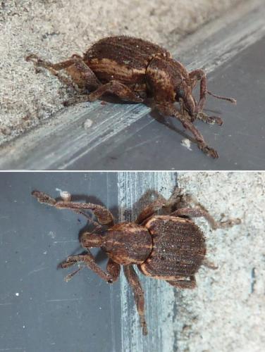 Réf. 243 594 : Brachypera zoilus