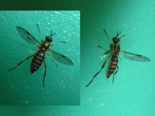 Chorisops tibialis