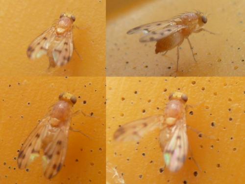Homoneura sp.