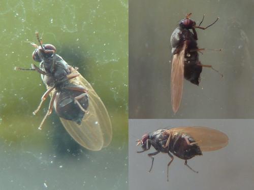 Calliopum sp.