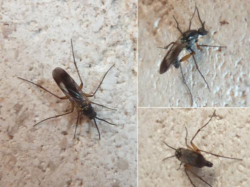 Réf. 243 088 : Greenomyia mongolica
