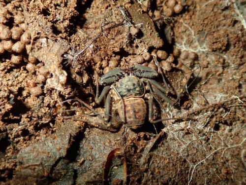 Charinus neocaledonicus