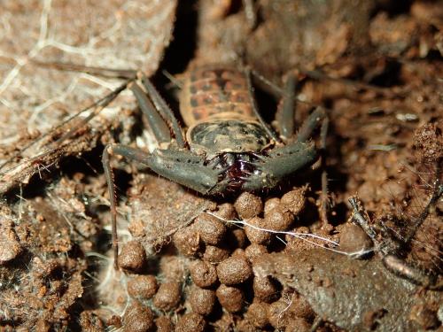 Charinus neocaledonicus