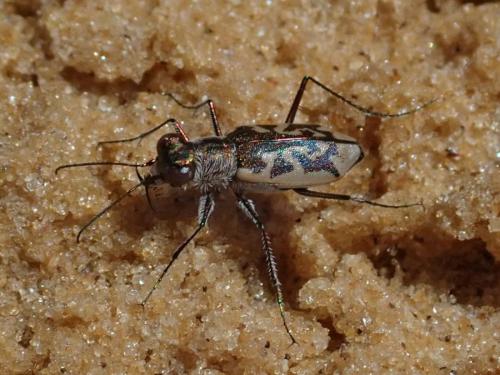 Cylindera suturalis