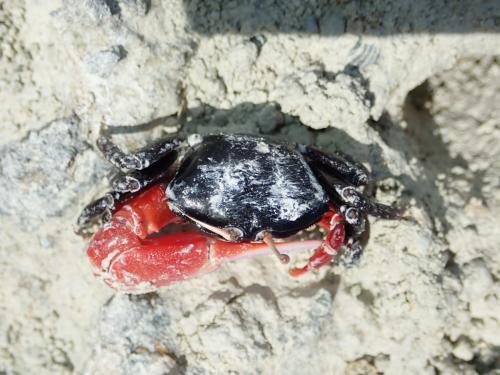 Paraleptuca crassipes