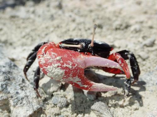 Paraleptuca crassipes