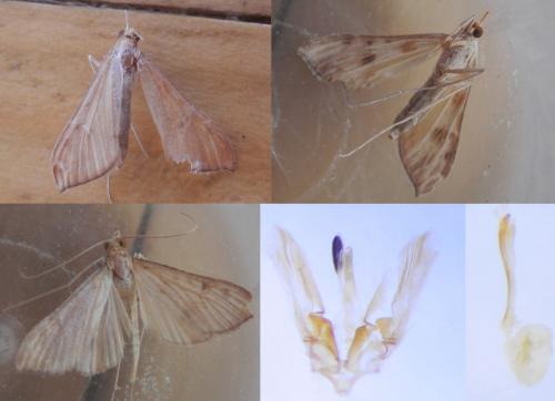 Réf. 243 181 : Antigastra catalaunalis