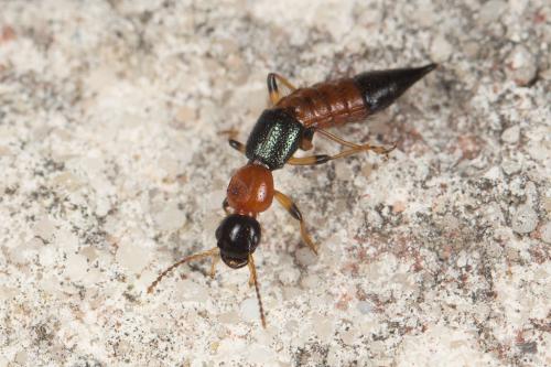 Réf. 243 407 : Paederus littoralis