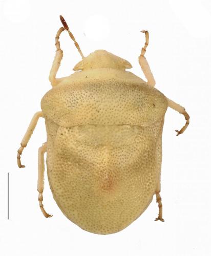 Réf. 243 688 : Tarisa elevata