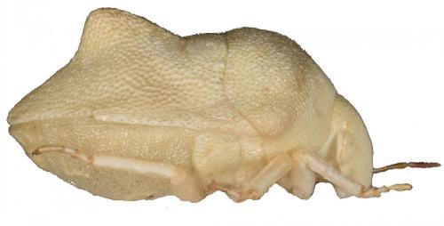 Tarisa elevata