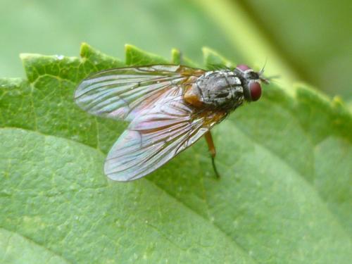 Réf. 243 499 : Phaonia bitincta