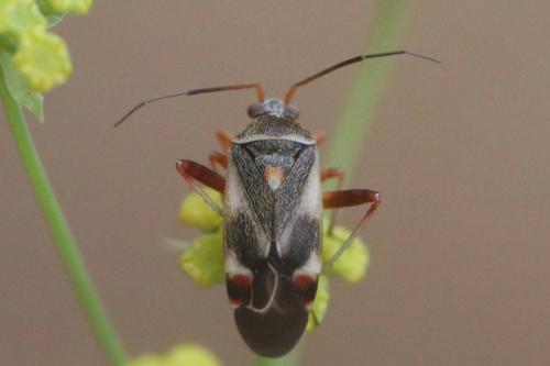 Réf. 243 828 : Polymerus sp.