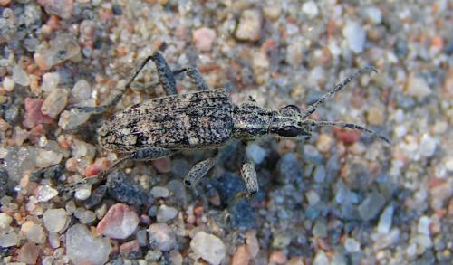 Réf. 243 599 : Rhagium inquisitor