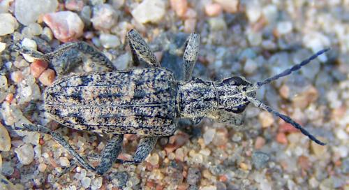 Rhagium inquisitor