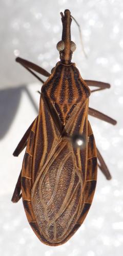 Réf. 243 170 : Rhodnius robustus