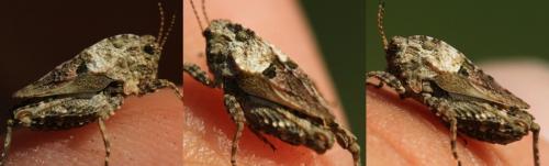 Réf. 243 519 : Tetrix depressa