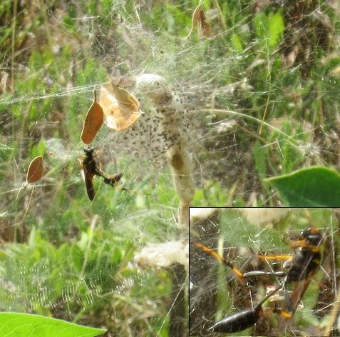 Réf. 243 535 : Sceliphron caementarium