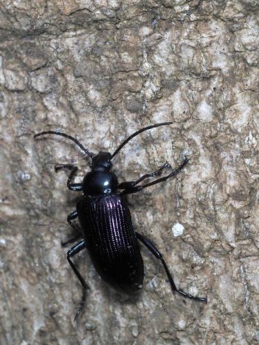 Réf. 243 915 : Praeugena sp.