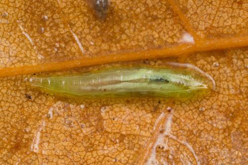 Réf. 243 934 : Sphaerophoria sp.
