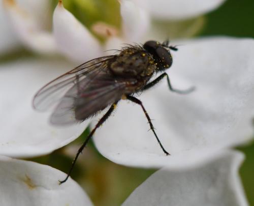 Réf. 243 968 : Delia sp.