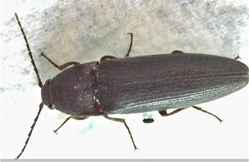 Melanotus sp.