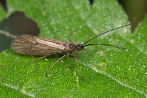 Réf. 243 775 : Enoicyla pusilla