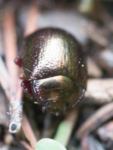 Réf. 243 346 : Chrysolina bankii