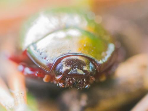 Réf. 243 349 : Chrysolina bankii