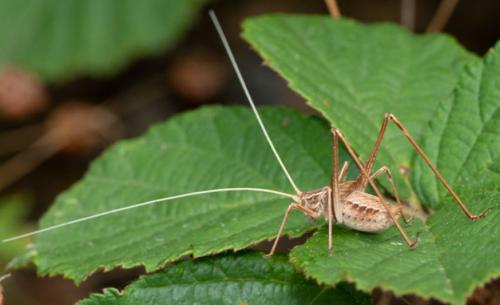 Tylopsis lilifolia