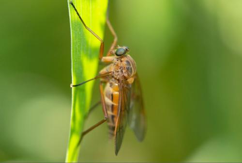 Rhagio tringarius
