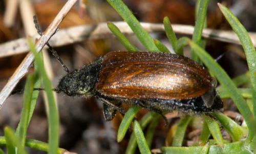 Omophlus pubescens