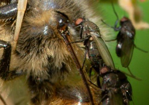 Desmometopa sp.