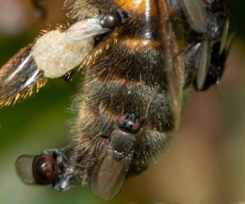 Desmometopa sp.