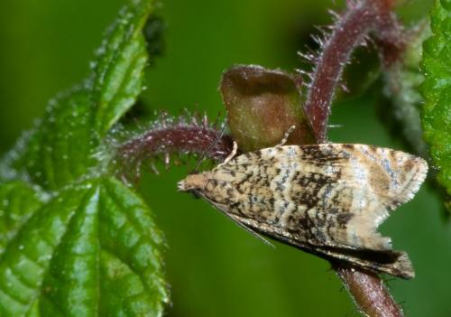Celypha lacunana