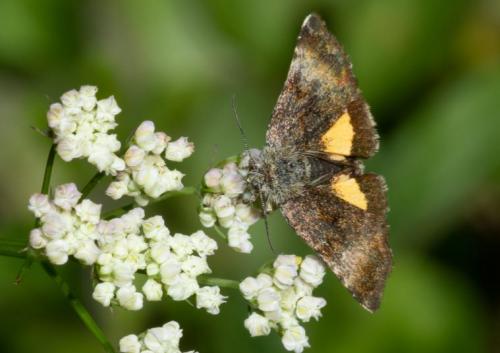 Réf. 243 426 : Panemeria tenebrata