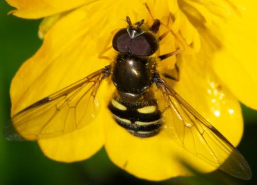 Dasysyrphus venustus