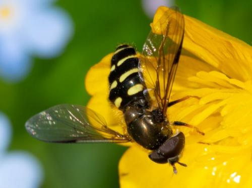 Dasysyrphus venustus