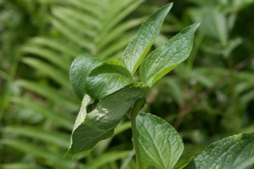 Nilus sp.
