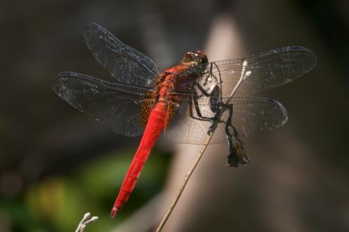 Orthetrum testaceum
