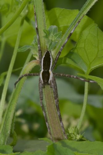 Réf. 243 966 : Nilus sp.