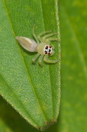 Réf. 243 658 : Telamonia sp.