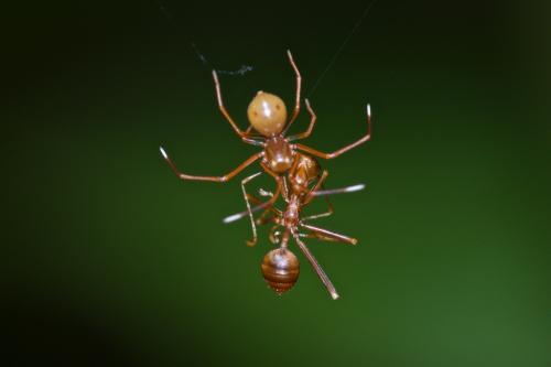 Amyciaea sp.