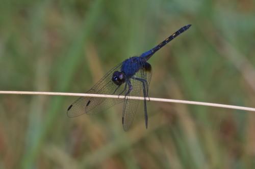 Trithemis festiva